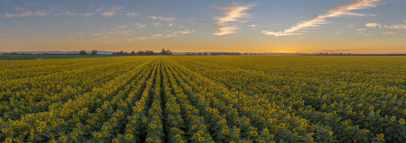 Sunflower Pano