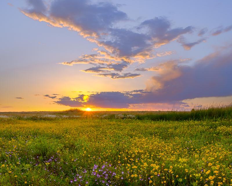 A Tiny Orchestra of Flowers